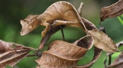 Top 10 čudnih in neverjetnih bitij iz madagaskarja